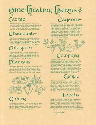 9 Culinary Herbs Botanical Educational Poster