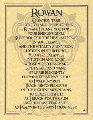 Rowan Tree Botanical Art Print Poster