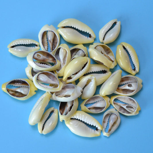 (set of 400) .5-1" Moneta cut (1kg)