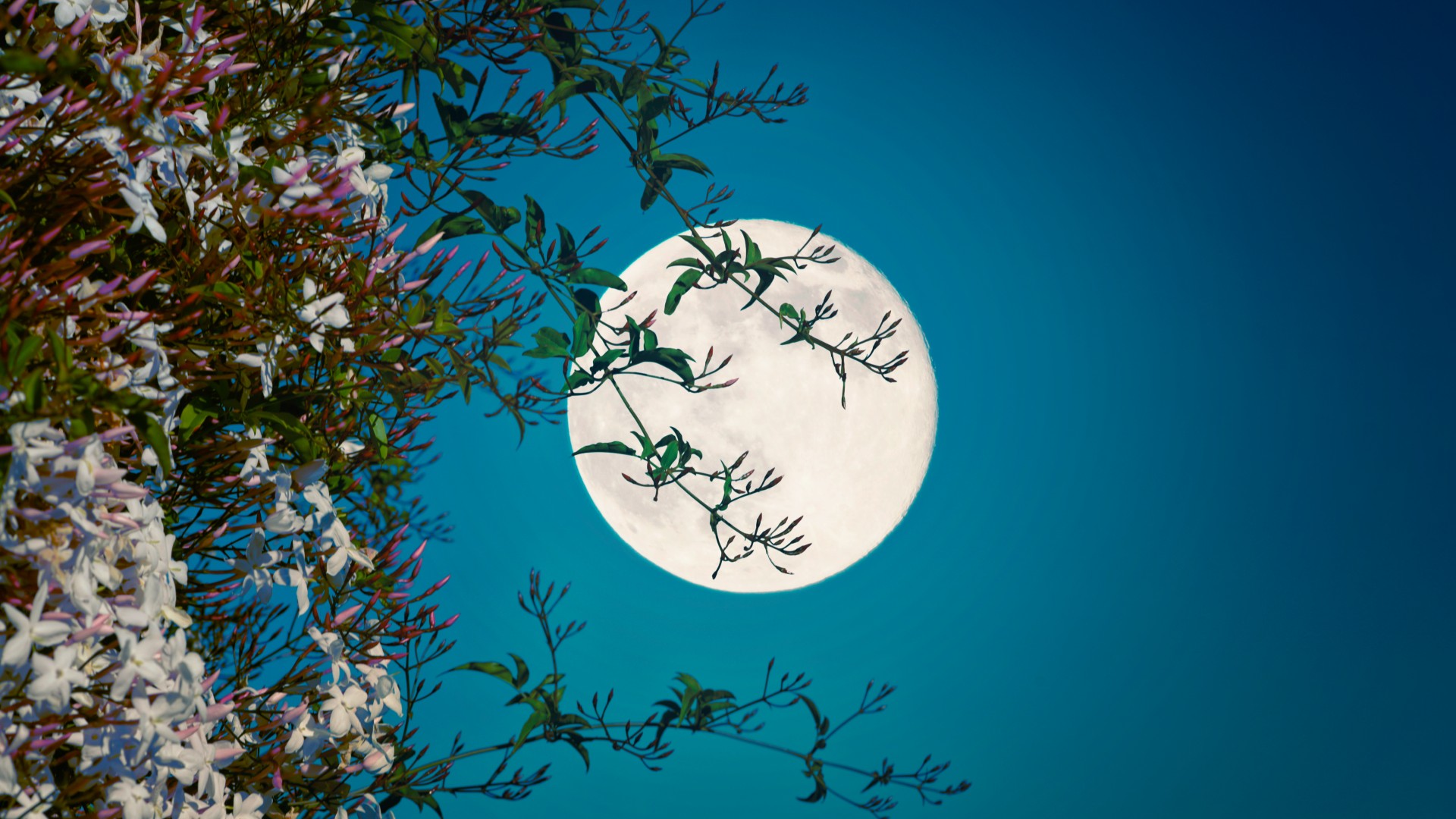 Full Flower Moon blessings 